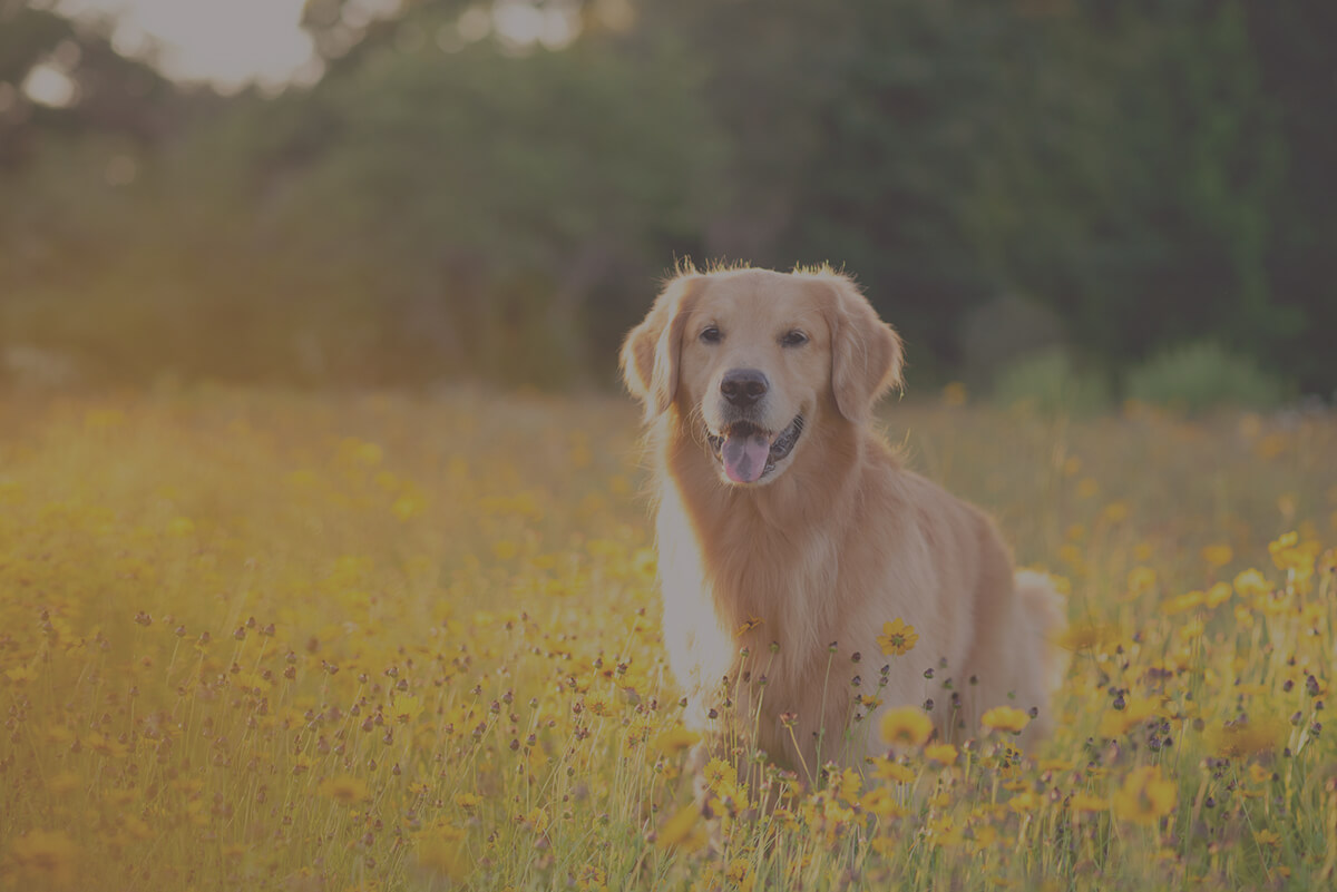 golden-retriever image of a dog